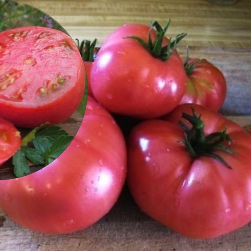 Solanum lycopersicum 'Mikado Pink' - Harilik tomat 'Mikado Pink' 